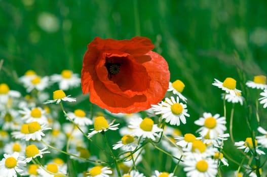 Klatschmohn  Papaver, rhoeas