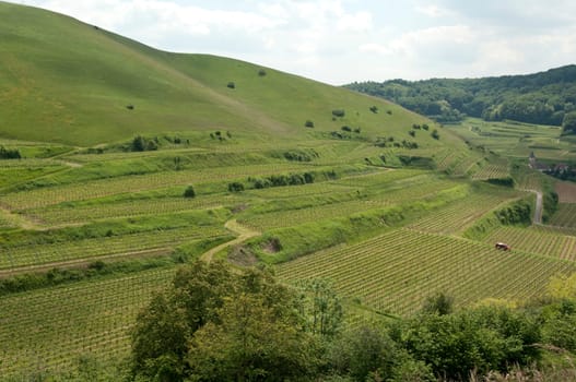 Weinberge, Haselschacher, Buck, Alt-Vogtsburg