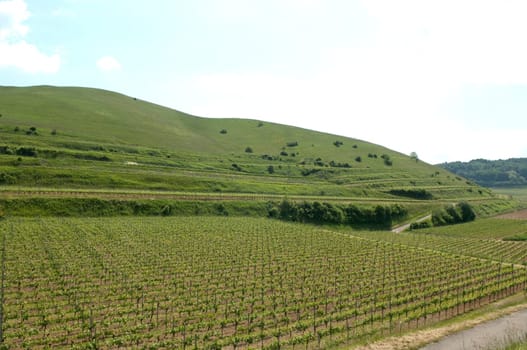 Weinberge, Haselschacher, Buck, Alt-Vogtsburg