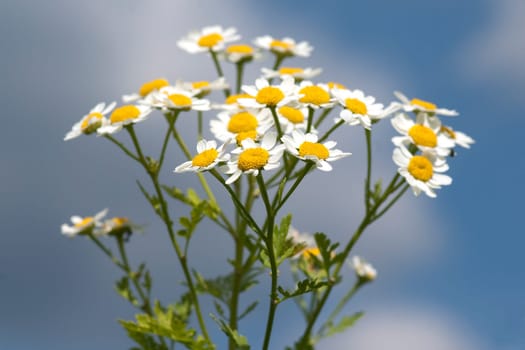 Roemischer Bertram  Anacyclus pyrethrum