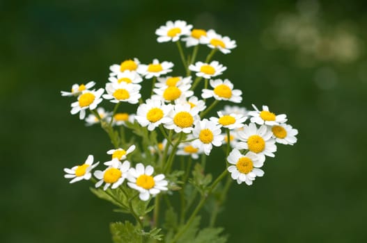 Roemischer Bertram  Anacyclus pyrethrum