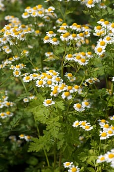 Roemischer Bertram  Anacyclus pyrethrum
