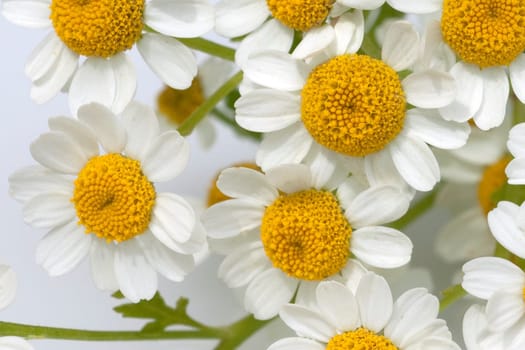 Roemischer Bertram  Anacyclus pyrethrum