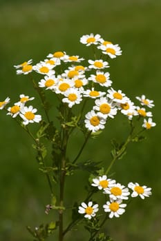 Roemischer Bertram  Anacyclus pyrethrum