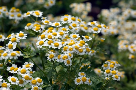 Roemischer Bertram  Anacyclus pyrethrum