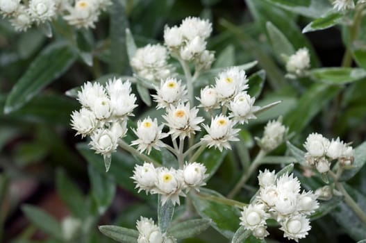 Perlkoerbchen, Anaphalis, triplinervis, Sommerblumen
