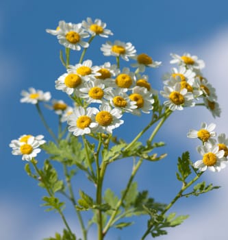 Roemischer Bertram  Anacyclus pyrethrum