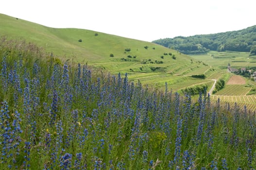 Weinberge, Haselschacher, Buck, Alt-Vogtsburg
