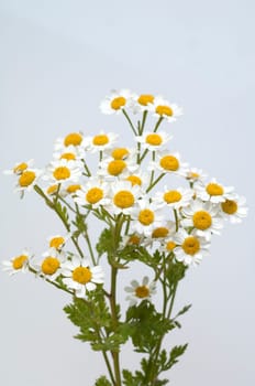 Roemischer Bertram  Anacyclus pyrethrum
