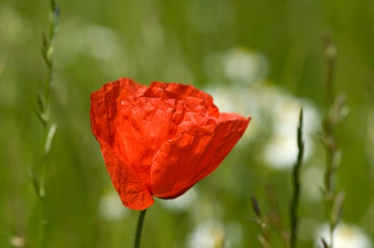 Klatschmohn  Papaver, rhoeas