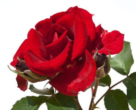 Roter, Korsar, Strauchrose  rot