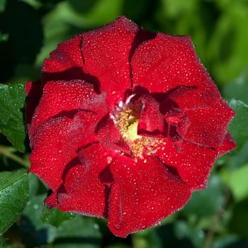 Red,Corsar,Shrub Rose  Red