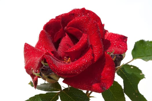 Roter, Korsar, Strauchrose  rot