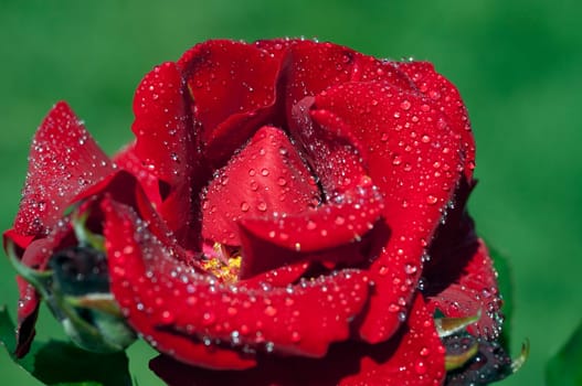 Red,Corsar,Shrub Rose  Red