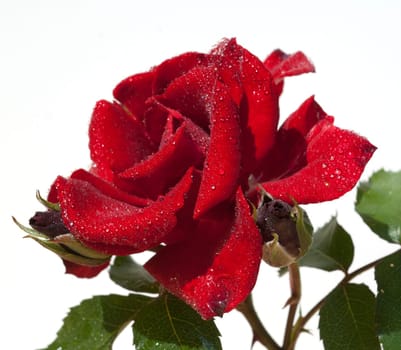Roter, Korsar, Strauchrose  rot