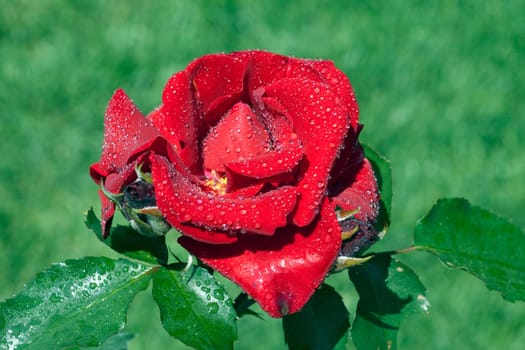 Red,Corsar,Shrub Rose  Red