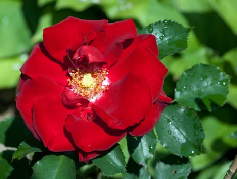 Red,Corsar,Shrub Rose  Red