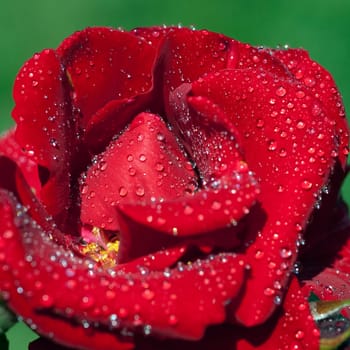 Red,Corsar,Shrub Rose  Red