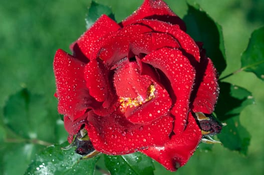 Red,Corsar,Shrub Rose  Red
