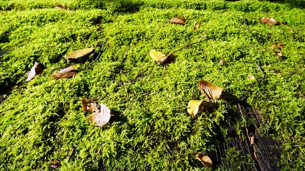close up moss on the roof