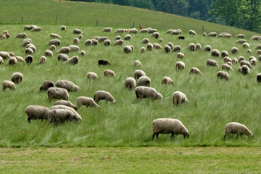 Flock of sheep,Black Forest