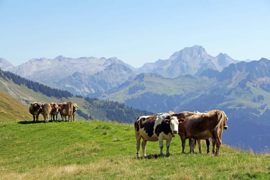 Young cattle in the pasture in the mountains