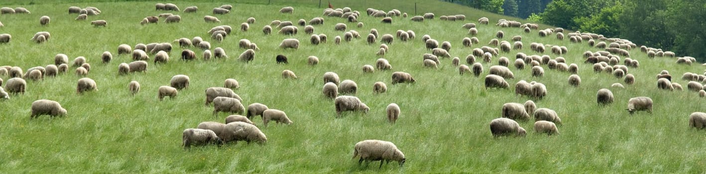 Flock of sheep,Black Forest