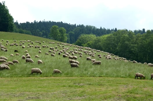 Flock of sheep,Black Forest