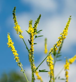 Steinklee  Melilotus, officinalis