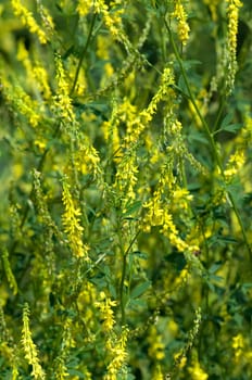 Steinklee  Melilotus, officinalis