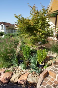 Stone garden  Dry stone wall  fuenf,months after planting