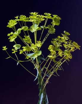 Steppenwolfsmilch, Euphorbia, seguieriana