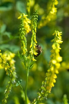 Steinklee  Melilotus, officinalis