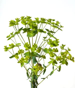 Steppenwolfsmilch, Euphorbia, seguieriana