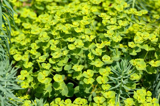 Steppenwolfsmilch, Euphorbia, seguieriana