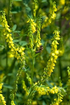 Steinklee  Melilotus, officinalis