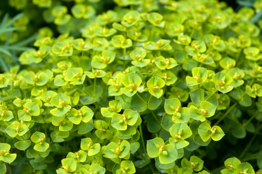 Steppenwolfsmilch, Euphorbia, seguieriana