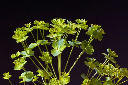 Steppenwolfsmilch, Euphorbia, seguieriana