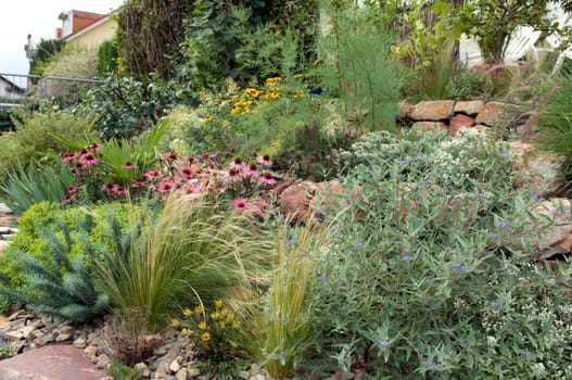 Stone garden  Dry stone wall  fuenf,months after planting