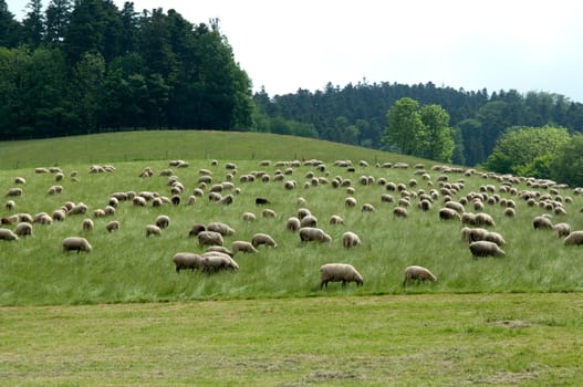 Flock of sheep,Black Forest