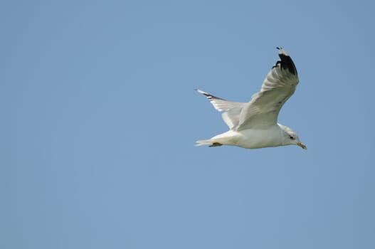silver gulls in flight