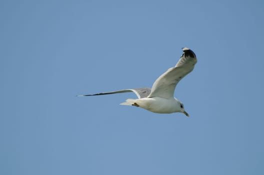 silver gulls in flight