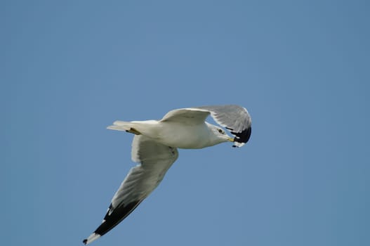 silver gulls in flight