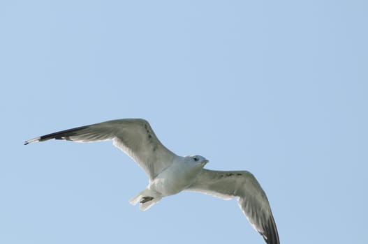 silver gulls in flight