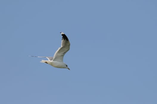 silver gulls in flight