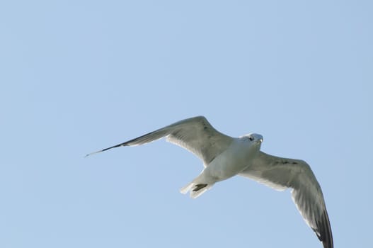 silver gulls in flight