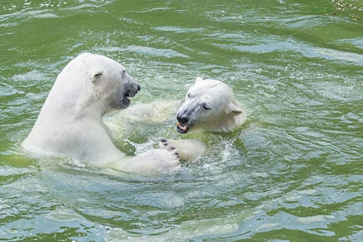Polar bears in the water seem to be dancing with each other