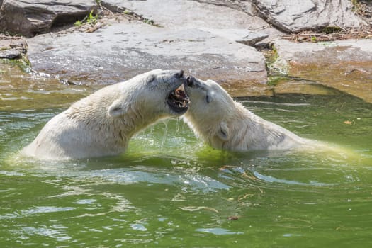 Two polar bears playfully fight each other in the water