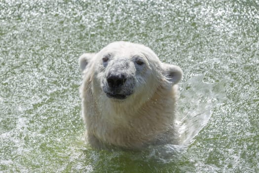 Polar bear shakes the water from its fur