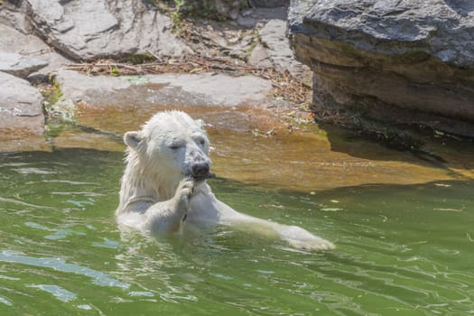 Polar bear with a small stick